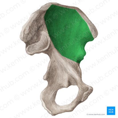 Iliac fossa (Fossa iliaca); Image: Liene Znotina