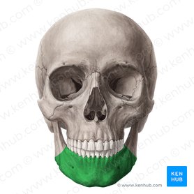 Corpus mandibulae (Unterkieferkörper); Bild: Yousun Koh