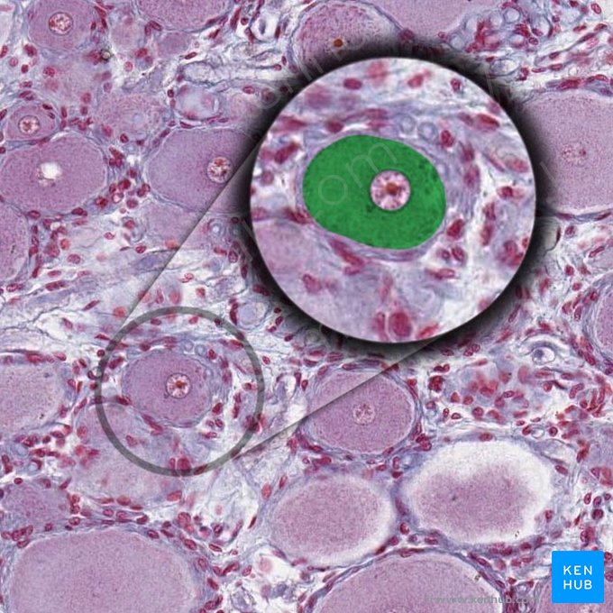 Cuerpo de la célula ganglionar (Soma ganglii); Imagen: 