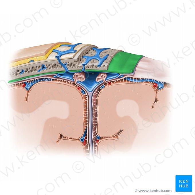 Periosteal layer of dura mater (Stratum periostale durae matris); Image: Paul Kim