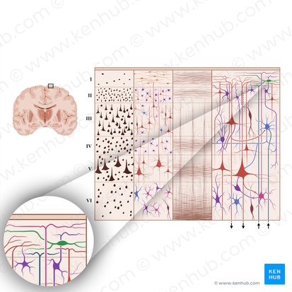 Neuron horizontale (Cajal-Zelle); Bild: Paul Kim