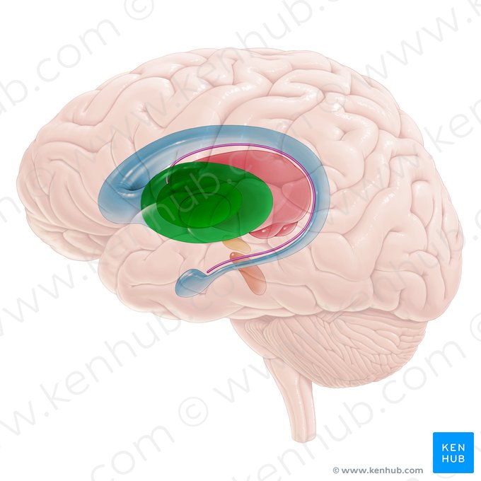 Núcleo lentiforme (Nucleus lentiformis); Imagem: Paul Kim