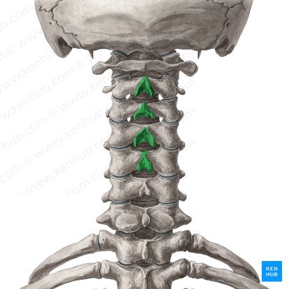 Spinous processes of vertebrae C2-C5 (Processus spinosi vertebrarum C2-C5); Image: Yousun Koh