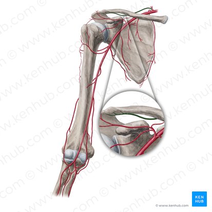 Arteria suprascapularis (Überschulterblattarterie); Bild: Yousun Koh