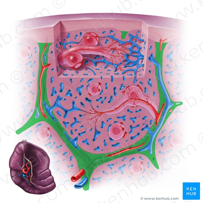 Splenic trabeculae (Trabeculae splenis); Image: Paul Kim