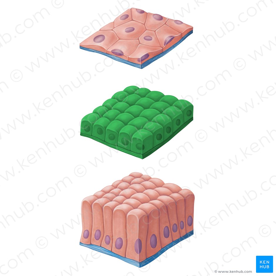 Epithelial tissue: definition, functions & examples | Kenhub