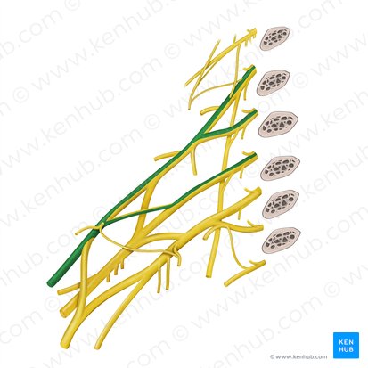 Musculocutaneous nerve (Nervus musculocutaneus); Image: Begoña Rodriguez