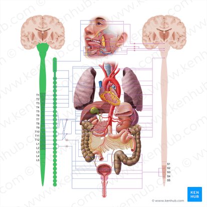 Sympathetic nervous system (Systema nervosum sympathicum); Image: Paul Kim