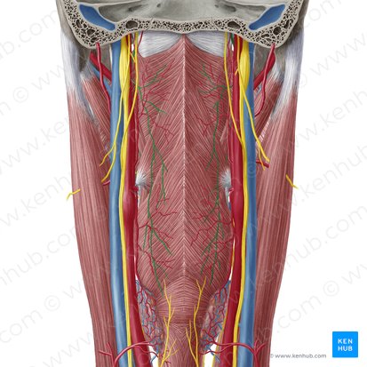 Nervio glosofaríngeo (Nervus glossopharyngeus); Imagen: Yousun Koh