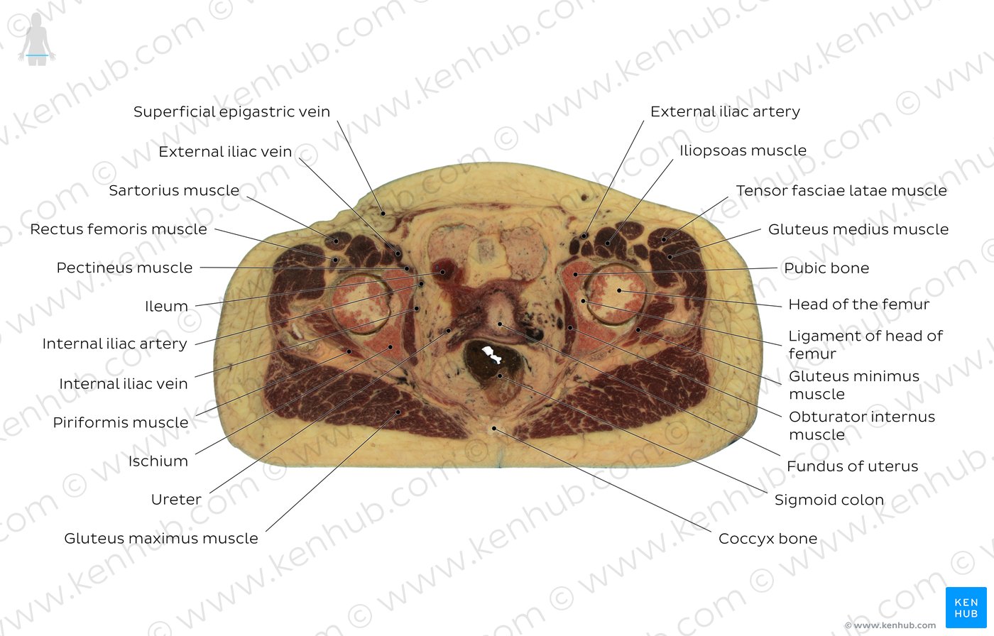 Cross section of the female pelvis through distal end of coccyx: Diagram
