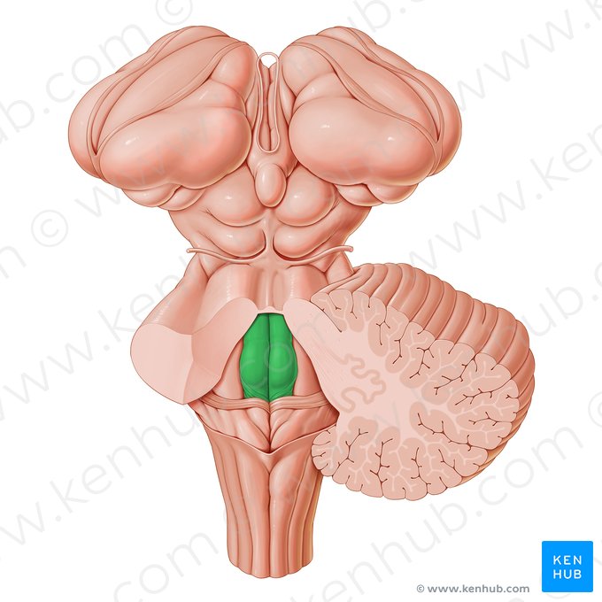 Medial eminence of rhomboid fossa (Eminentia medialis fossae rhomboideae); Image: Paul Kim