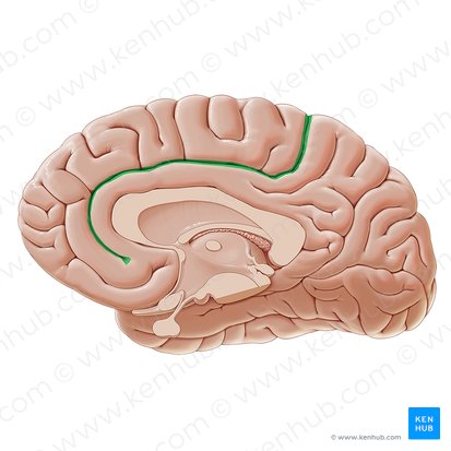 Surco cingular (Sulcus cinguli); Imagen: Paul Kim