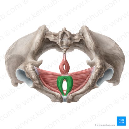 Bulbospongiosus muscle (female) (Musculus bulbospongiosus (femininus)); Image: Liene Znotina