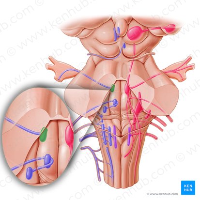 Motor nucleus of trigeminal nerve (Nucleus motorius nervi trigemini); Image: Paul Kim