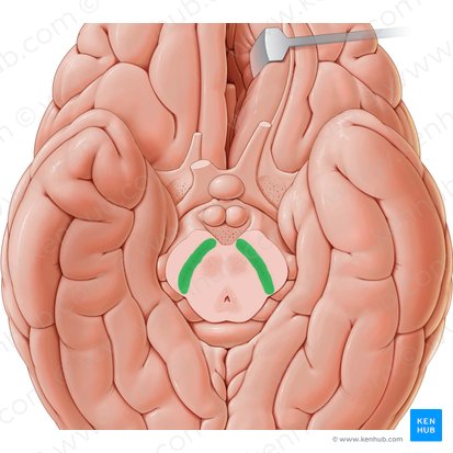 Substância negra (Substantia nigra); Imagem: Paul Kim