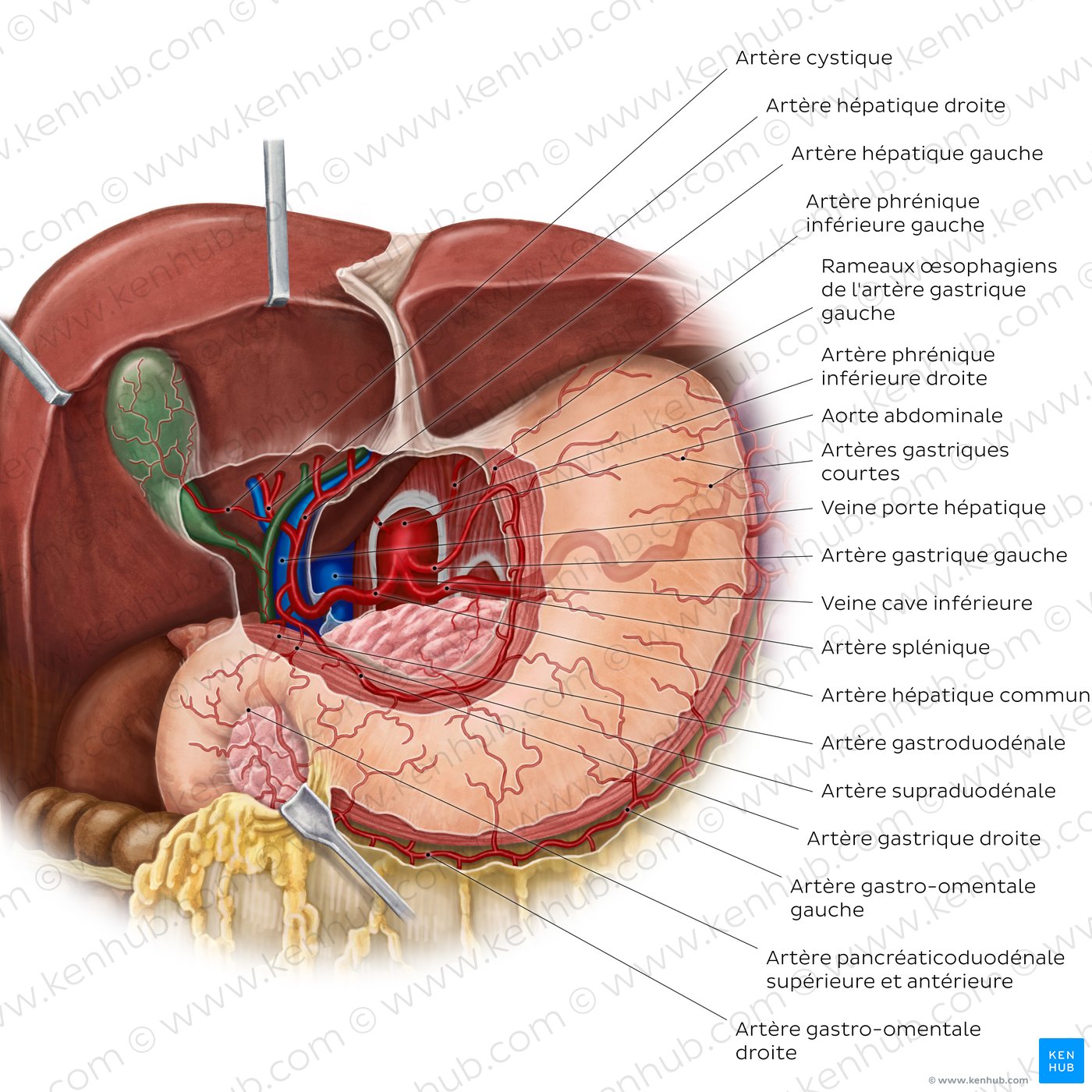 Artères de l'estomac, du foie et de la rate : vue antérieure