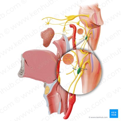 Ganglion inferius nervi glossopharyngei (Unteres Ganglion des Zungen-Rachen-Nervs); Bild: Paul Kim