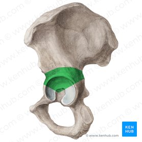Corpus ossis ilii (Darmbeinkörper); Bild: Liene Znotina