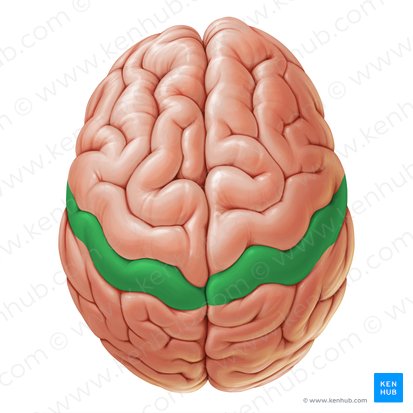 Gyrus postcentral (Gyrus postcentralis); Image : Paul Kim