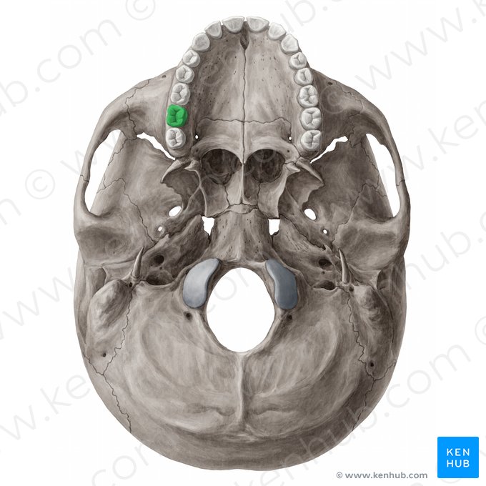Segundo molar superior derecho (Dens molaris secundus dexter maxillaris); Imagen: 