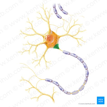 Axon hillock (Colliculus axonis); Image: Paul Kim