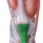 Tendón rotuliano (patelar)