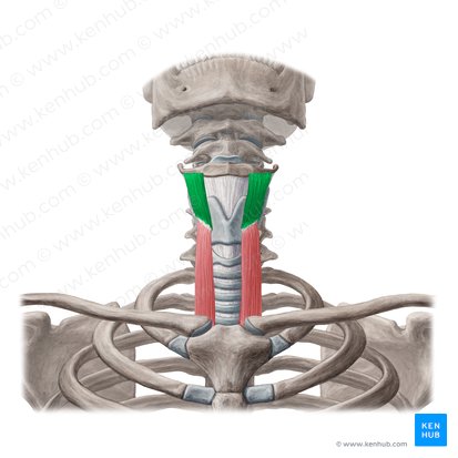 Thyrohyoid muscle (Musculus thyrohyoideus); Image: Yousun Koh