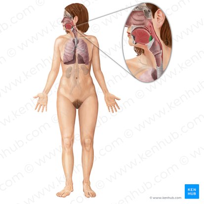 Lingual tonsil (Tonsilla lingualis); Image: Begoña Rodriguez