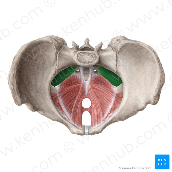 Musculus piriformis (Birnenförmiger Muskel); Bild: Liene Znotina