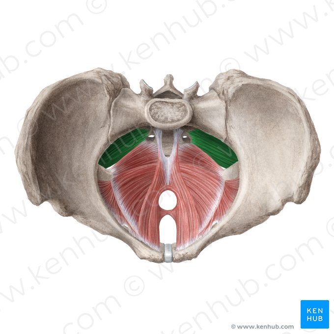 Músculo piriforme (Musculus piriformis); Imagem: Liene Znotina