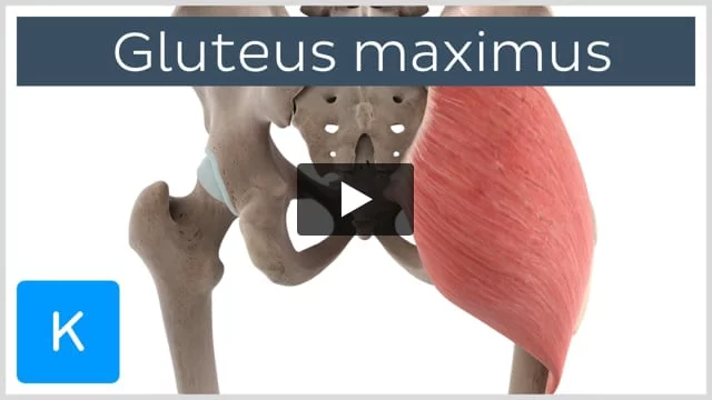 Trochanteric Bursa of Gluteus Maximus Muscle