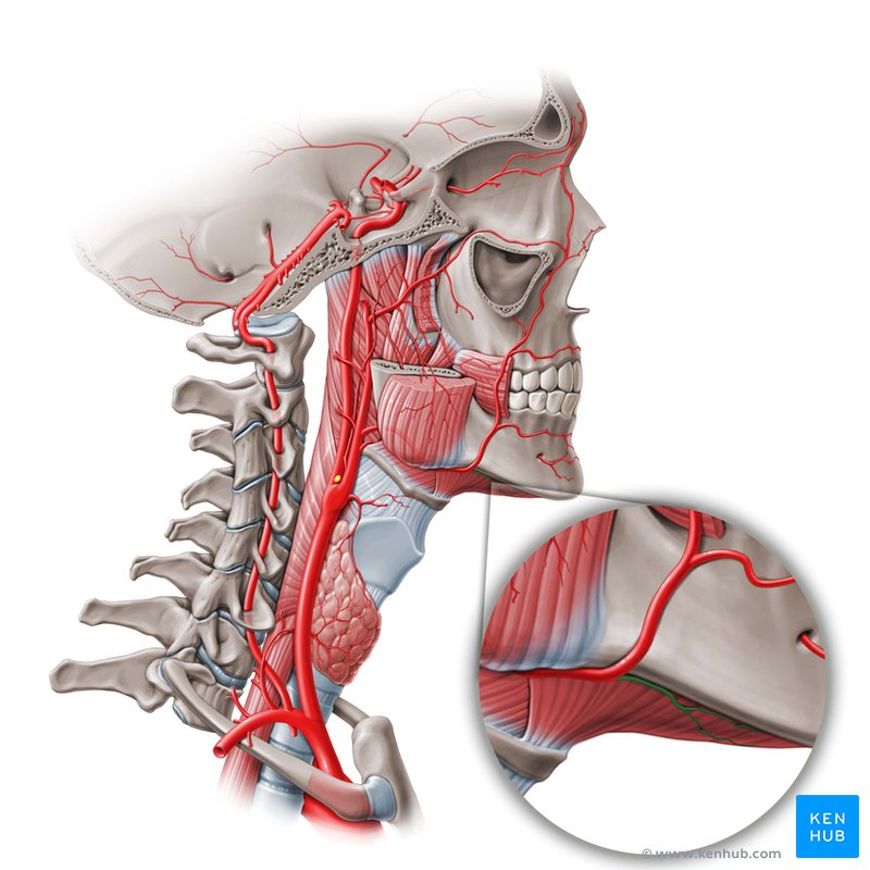 Submental artery