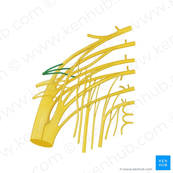 Nerf glutéal supérieur (Nervus gluteus superior); Image : Begoña Rodriguez