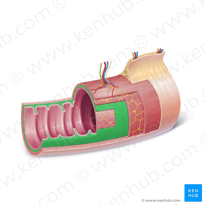 Submucosa (Tela submucosa); Imagen: Paul Kim