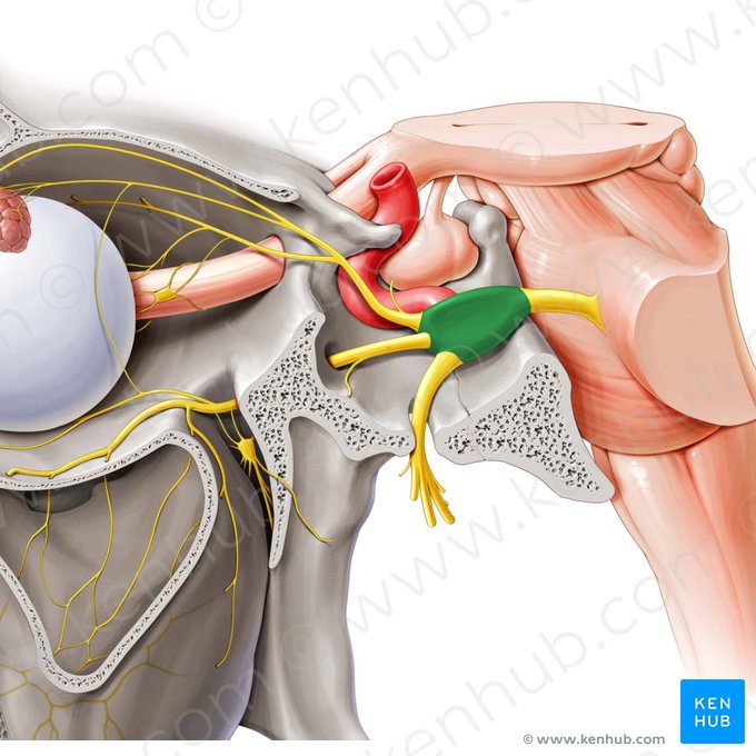 Trigeminal ganglion (Ganglion trigeminale); Image: Paul Kim