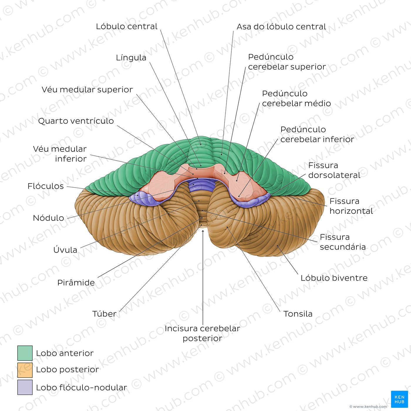 Anatomia do Cerebelo - vista anterior e posterior