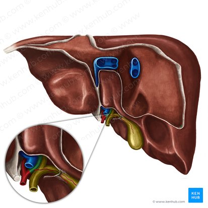 Right hepatic artery (Arteria hepatica dextra); Image: Irina Münstermann
