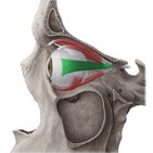 Lateral rectus muscle