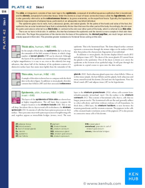 Histology: A Text and Atlas by Ross - Labels