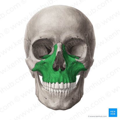 Hueso maxilar (Maxilla); Imagen: Yousun Koh