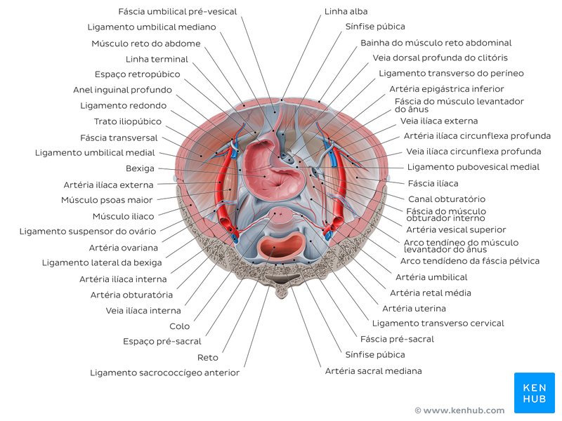 Relações do iliopsoas com os órgãos abdominopélvicos (vista superior)
