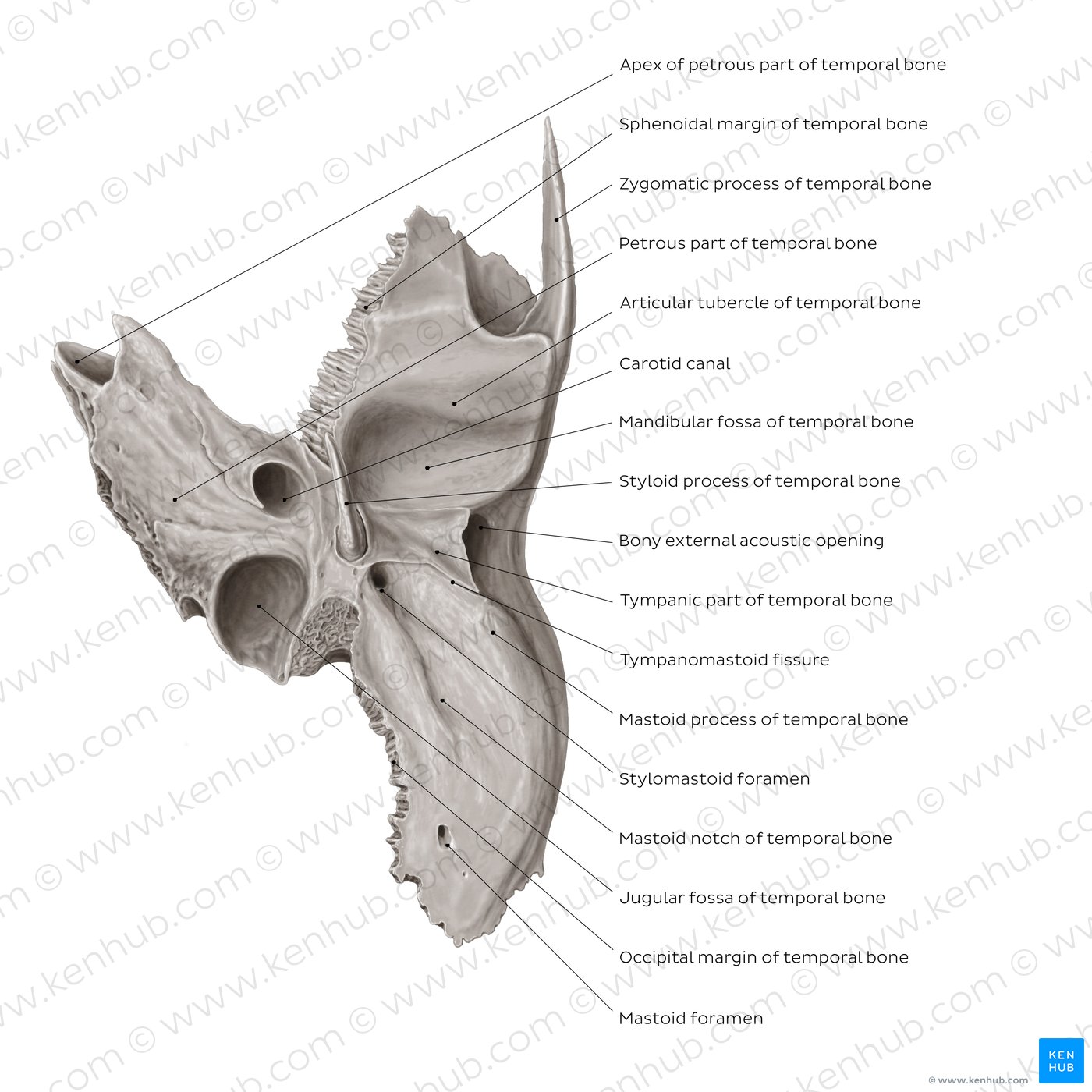 Temporal bone: Anatomy, parts, sutures and foramina | Kenhub