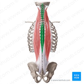 Músculo espinoso (Musculus spinalis); Imagen: Yousun Koh
