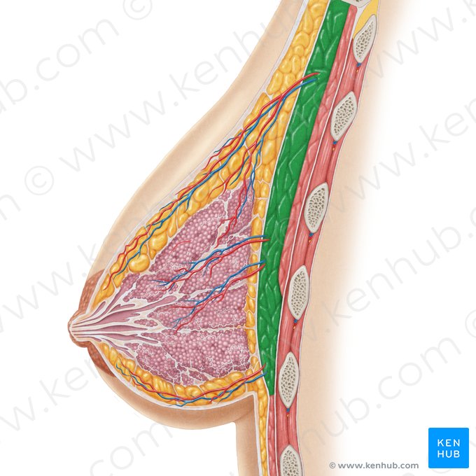 Músculo peitoral maior (Musculus pectoralis major); Imagem: Samantha Zimmerman