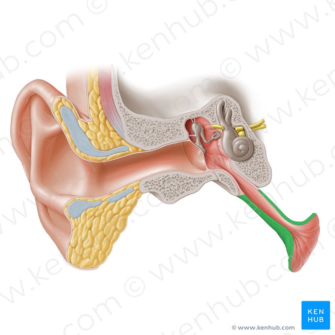 Porción cartilaginosa de la tuba auditiva (Pars cartilaginea tubae auditivae); Imagen: Paul Kim