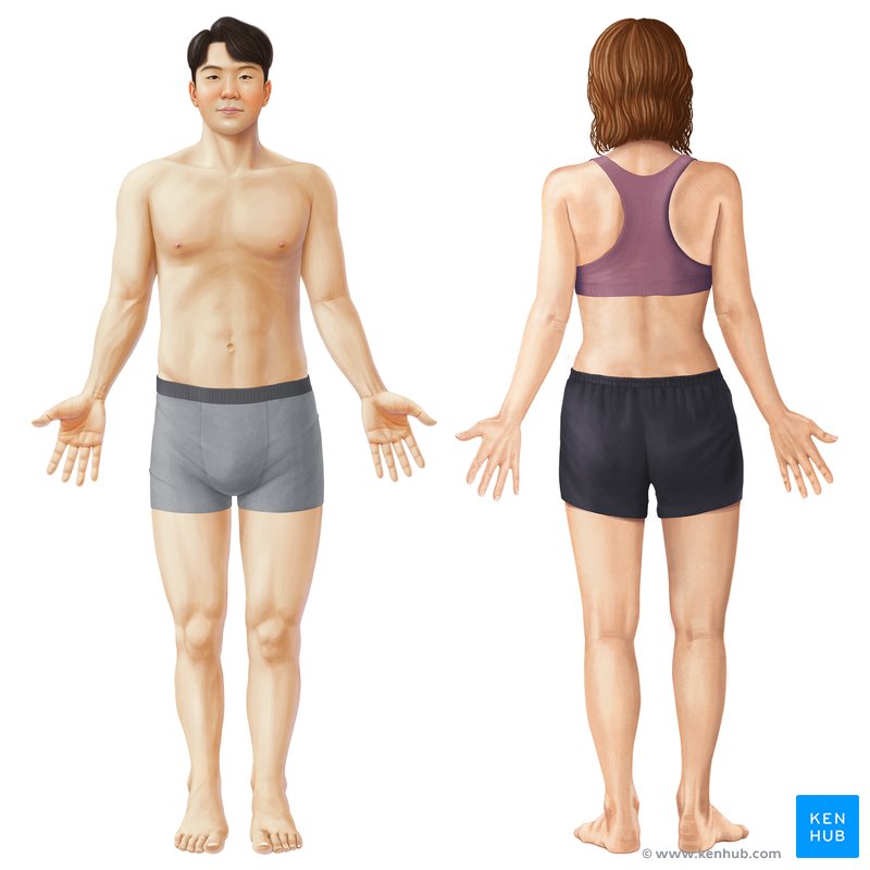 Corpo humano na posição anatômica