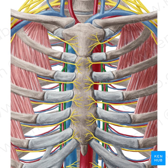 Veia torácica interna (Vena thoracica interna); Imagem: Yousun Koh