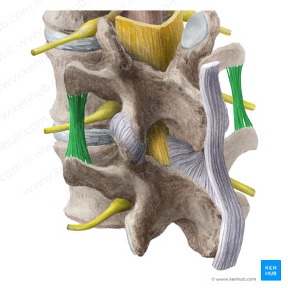 Intertransverse ligament (Ligamenta intertransversaria); Image: Liene Znotina