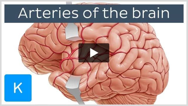 The Cerebrum - Lobes - Vasculature - TeachMeAnatomy