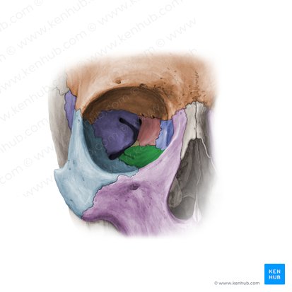 Cara orbitaria del maxilar (Facies orbitalis maxillae); Imagen: Paul Kim